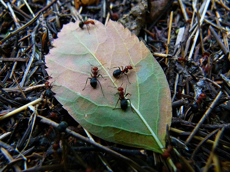 Red wood ants busy at work